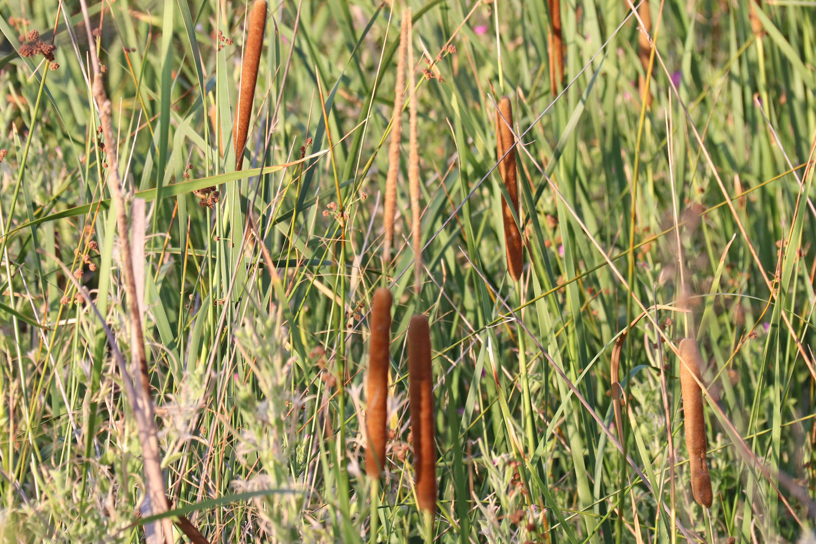 Typha dominguensis